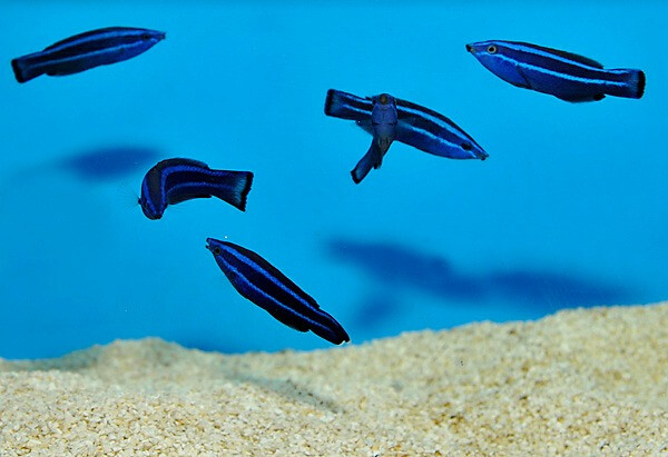Larabicus quadrilineatus - Arabischer Pu box