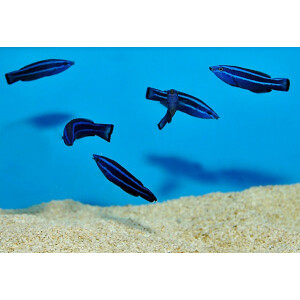 Larabicus quadrilineatus - Arabischer Putzer-Lippfisch