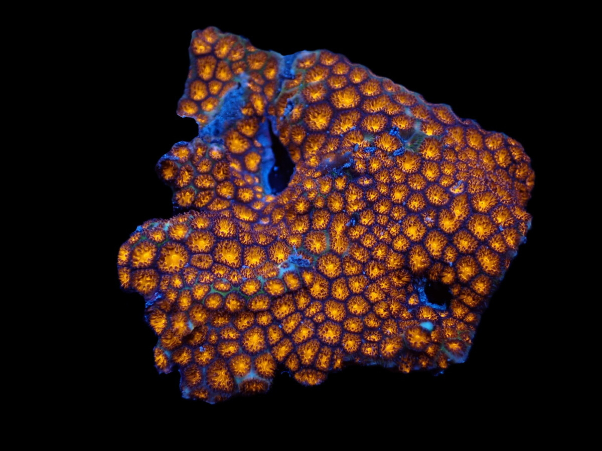 Leptastrea sp- orange