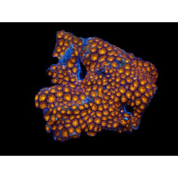 Leptastrea sp- orange