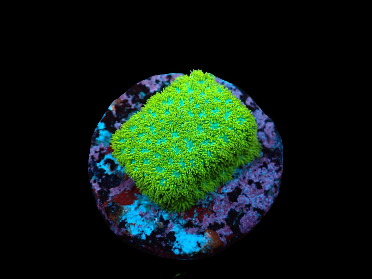 Leptastrea sp- grün