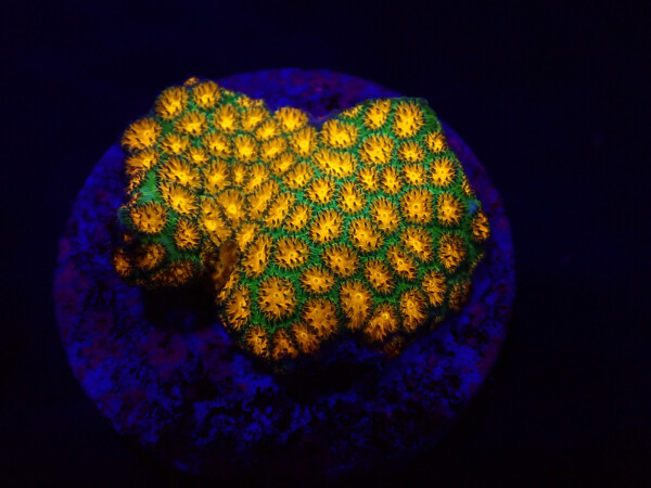 Leptastrea sp- John Deere