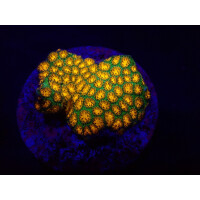 Leptastrea sp- John Deere