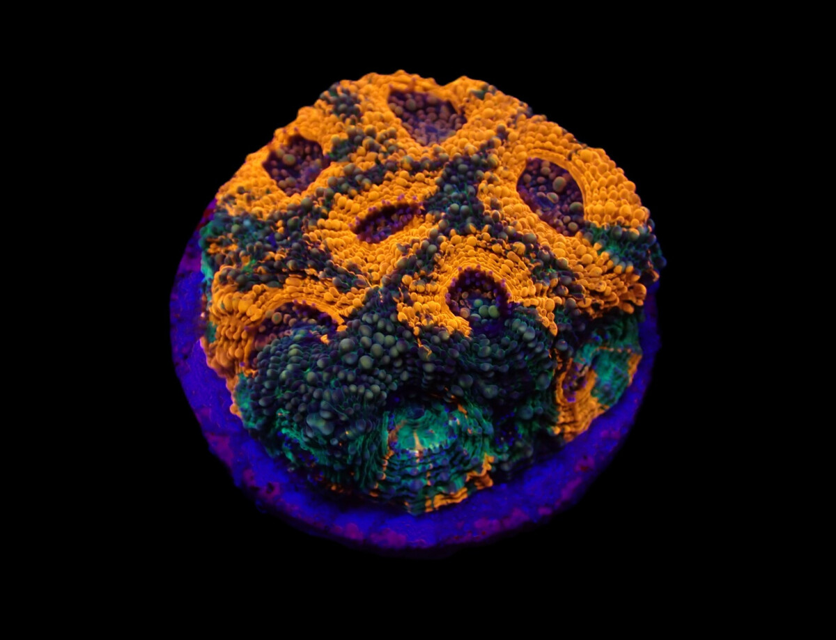 Acanthastrea echinata - War Paint Size L