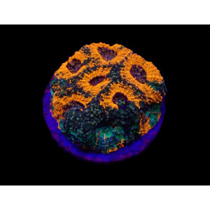 Acanthastrea echinata - War Paint Size L