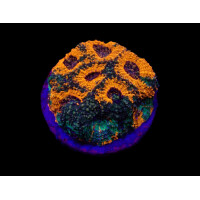 Acanthastrea echinata - War Paint Size L