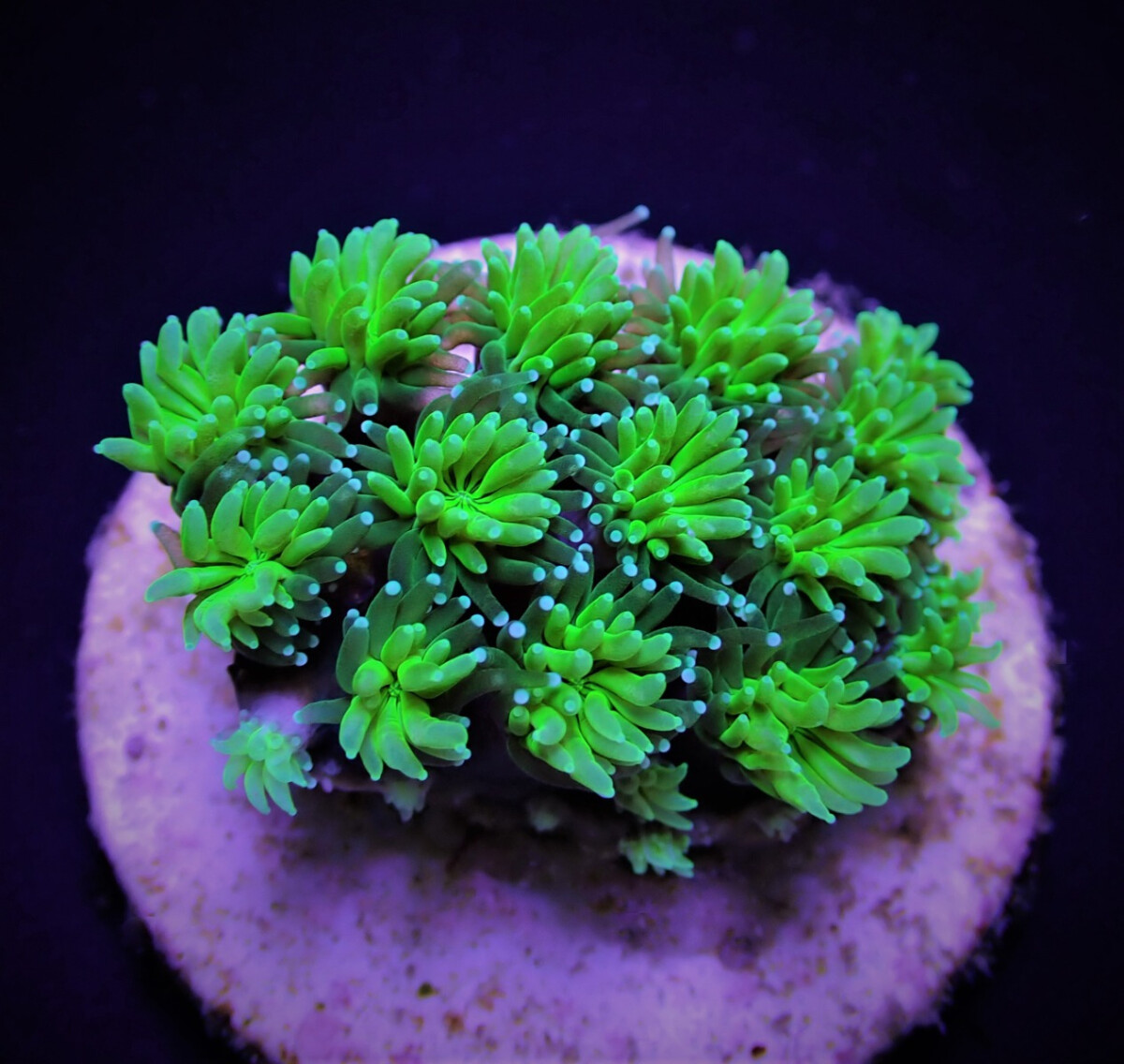 Galaxea spp. (Green) Frag