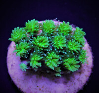 Galaxea spp. (Green) Frag