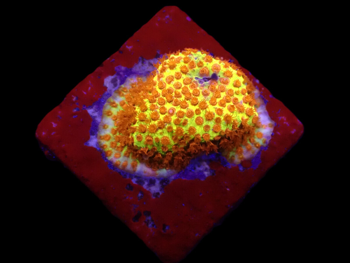 Stylocoeniella-Montipora spp. (Burning Banana) (frag)