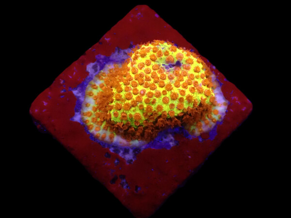Stylocoeniella-Montipora spp. (Burning Banana) (frag)