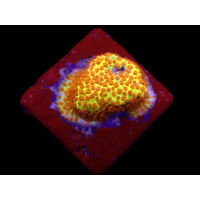 Stylocoeniella-Montipora spp. (Burning Banana) (frag)