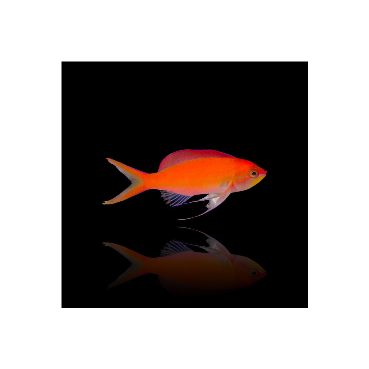 Pseudanthias Dispar - Sichel Fahnenbarsch