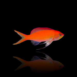 Pseudanthias Dispar - Sichel Fahnenbarsch