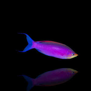 Pseudanthias Tuka - Lila Fahnenbarsch - männlich