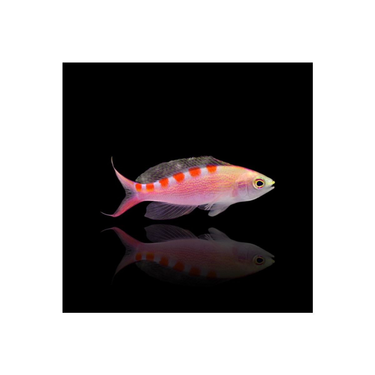 Pseudanthias Flavoguttatus - Red Saddled Anthias