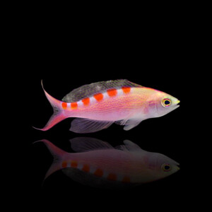 Pseudanthias Flavoguttatus - Red Saddled Anthias