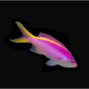 Pseudanthias Tuka - Lila Fahnenbarsch - weiblich