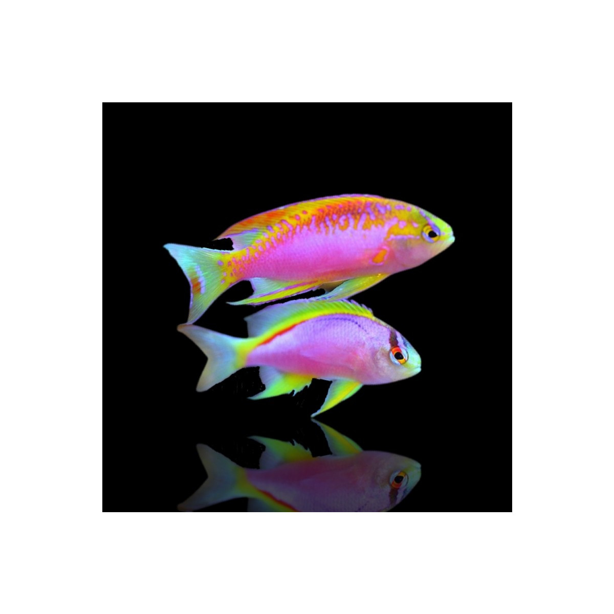 Pseudanthias Ventralis - Ventralis Anthias