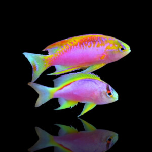 Pseudanthias Ventralis - Ventralis Anthias