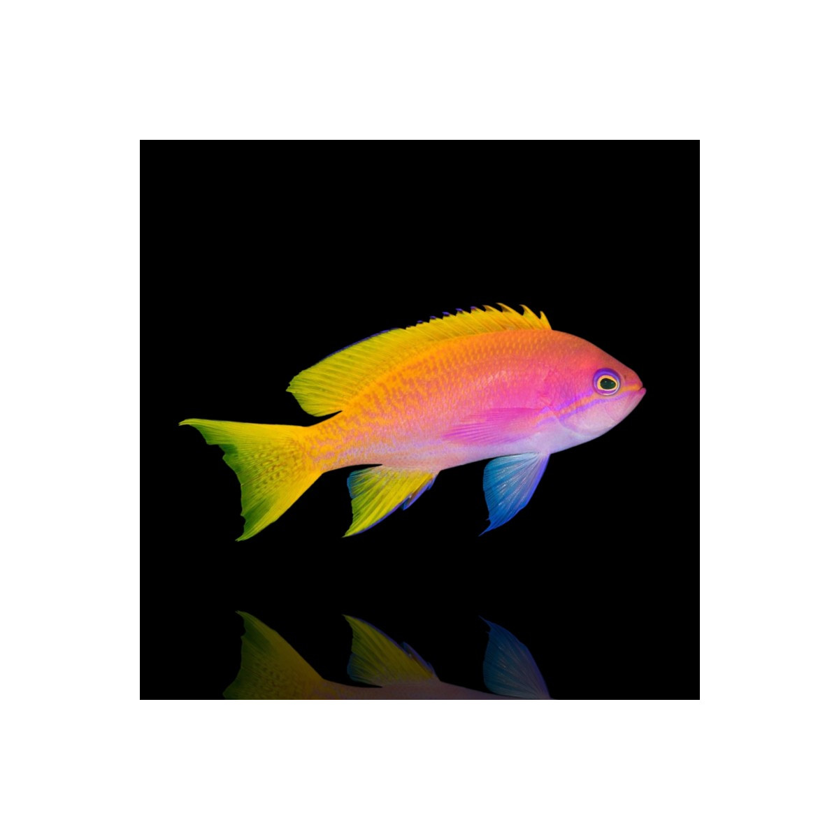 Pseudanthias bimaculatus - Zweifleck Fahnenbarsch