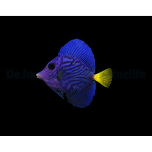 Zebrasoma xanthurum - Rotmeer Doktorfisch