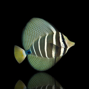 Zebrasoma veliferum - Östlicher Segelflossen...