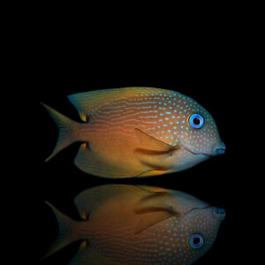 Ctenochaetus binotatus - Blauaugen Borstenzahn Doktorfisch