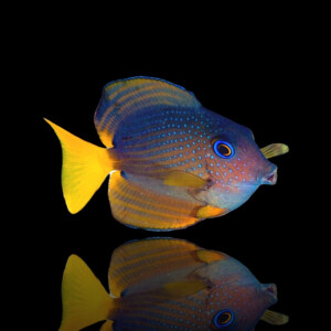 Ctenochaetus binotatus - Blauaugen Borstenzahn Doktorfisch