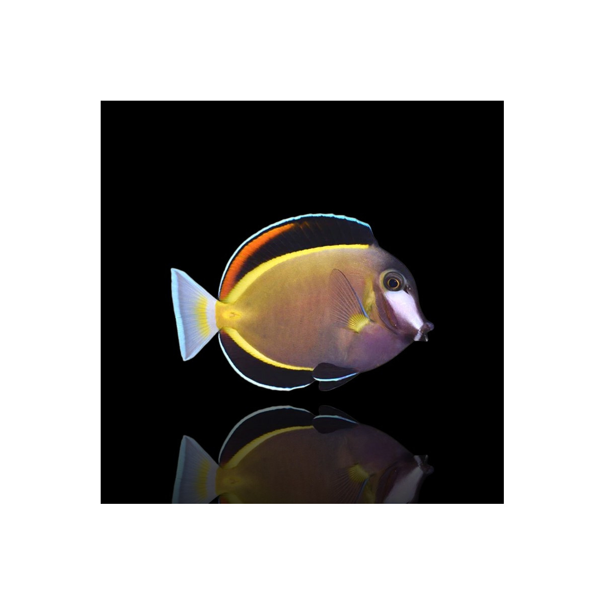 Acanthurus japonicus - Philippinen Doktorfisch