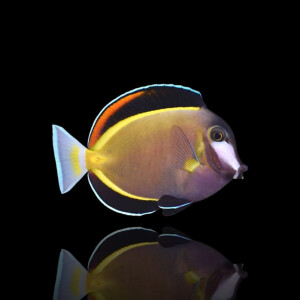 Acanthurus japonicus - Philippinen Doktorfisch