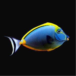Naso elegans - Indischer Gelbklingen Nasendoktorfisch