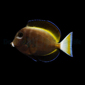 Acanthurus nigricans - Samt Doktorfisch