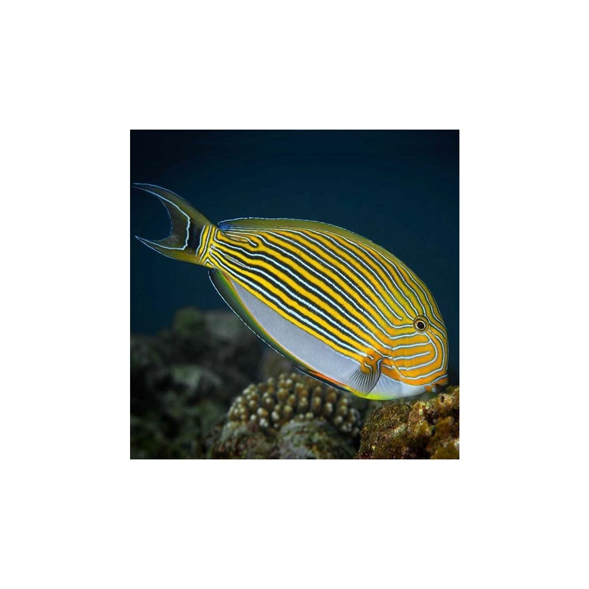 Acanthurus lineatus - Blaustreifen Doktorfisch