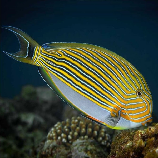 Acanthurus lineatus - Blaustreifen Doktorfisch