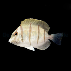 Acanthurus triostegus - Sträflings Doktorfisch