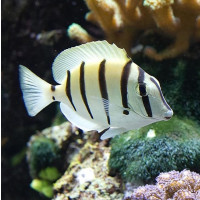 Acanthurus triostegus - Sträflings Doktorfisch