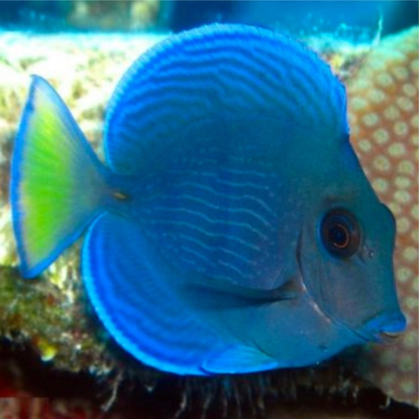 Acanthurus Coeruleus - Blauer Doktorfisch