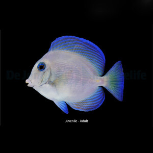 Acanthurus Coeruleus - Blauer Doktorfisch