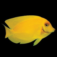 Acanthurus pyroferus - Schokoladen Doktorfisch "Lemon"