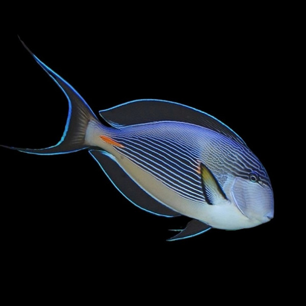 Acanthurus Sohal - Arabischer Doktorfisch