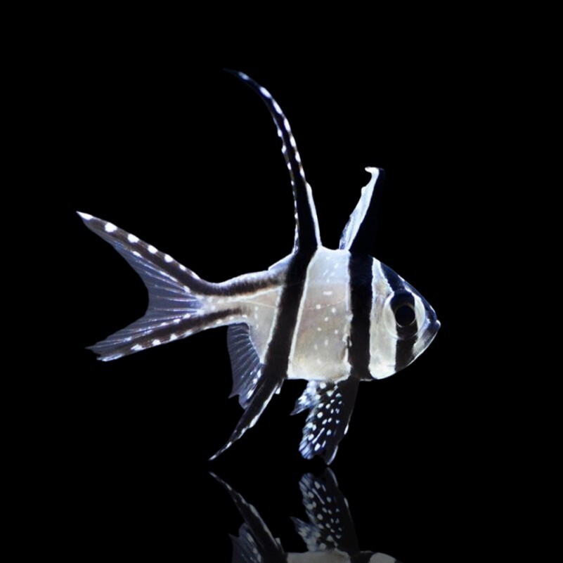 Pterapogon Kauderni - Banggai Kardinalba box