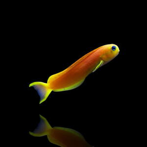 Ecsenius Midas - Gold Schleimfisch