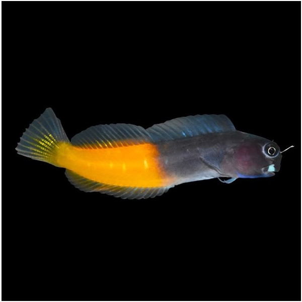 Ecsenius bicolor - Zweifarbiger Schleimfisch