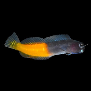 Ecsenius bicolor - Zweifarbiger Schleimfisch