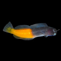 Ecsenius bicolor - Zweifarbiger Schleimfisch