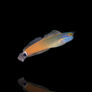 Ecsenius Stigmatura - Schleimfisch