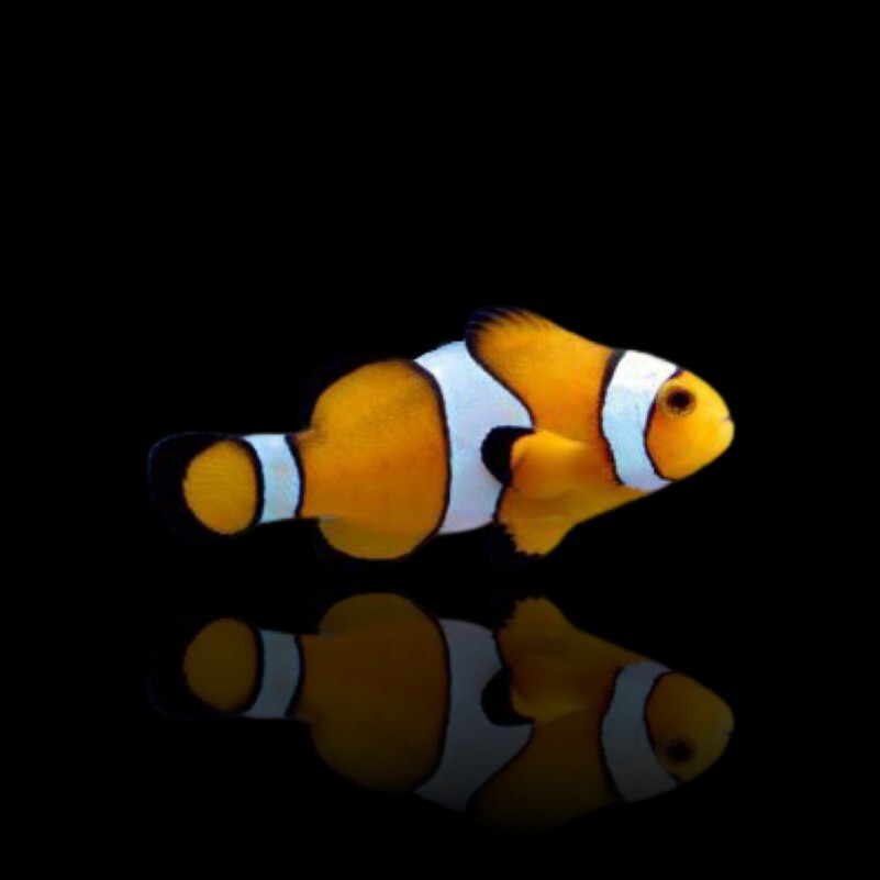 Amphiprion Percula - Oranger Clownfisch  box