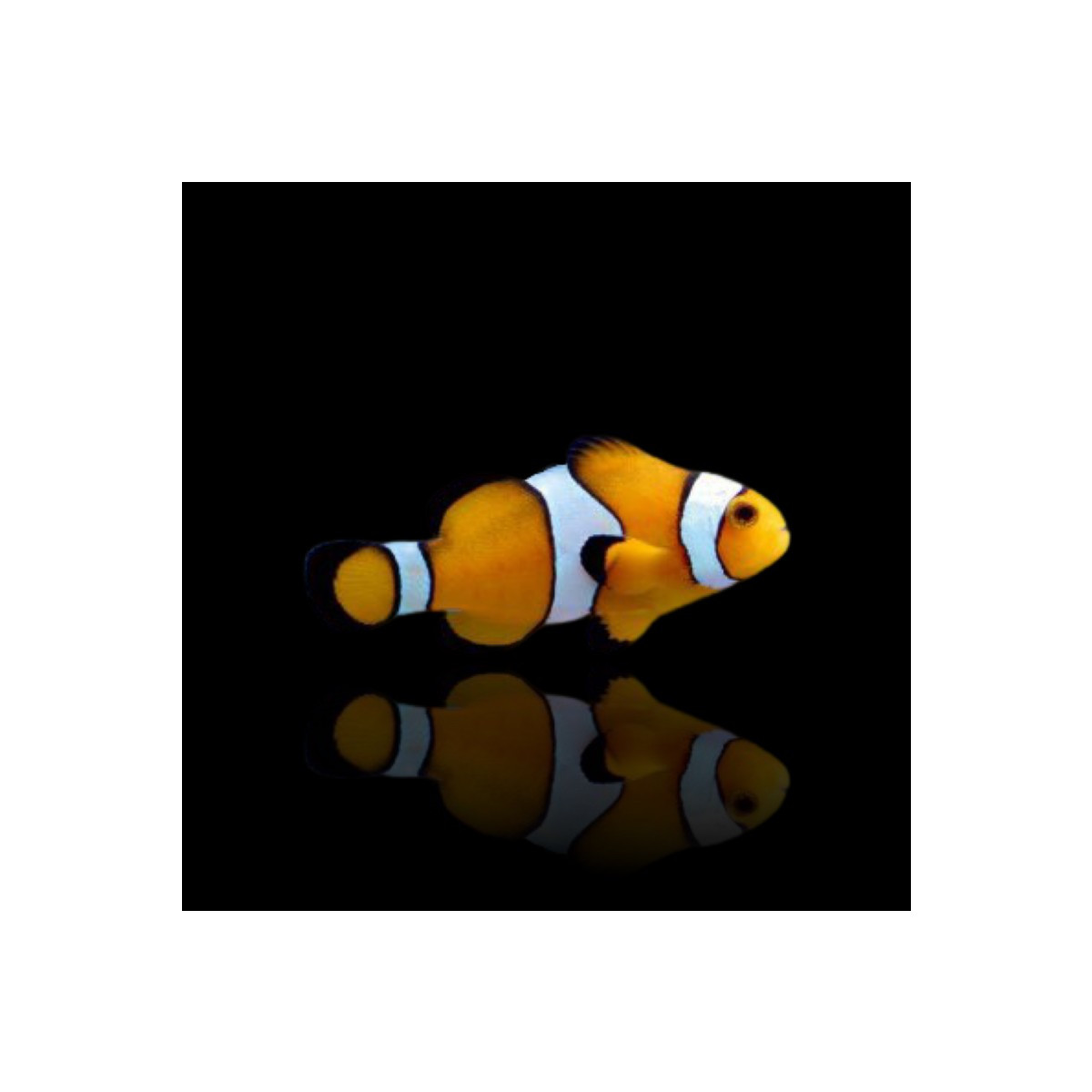 Amphiprion Percula - Oranger Clownfisch