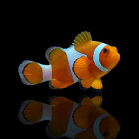 Amphiprion Ocellaris - Falscher Clownfisch Orange