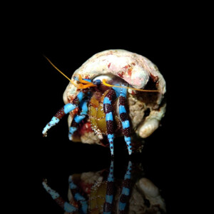 Calcinus Elegans - Blauer Halloween Einsiedlerkrebs